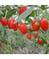 Табак Vag China Berries (Ваг Китайские ягоды) 50 грамм  - Фото 2