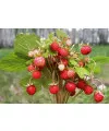 Табак Vag Wild Strawberry (Ваг Дикая Клубника) 125 грамм - Фото 1